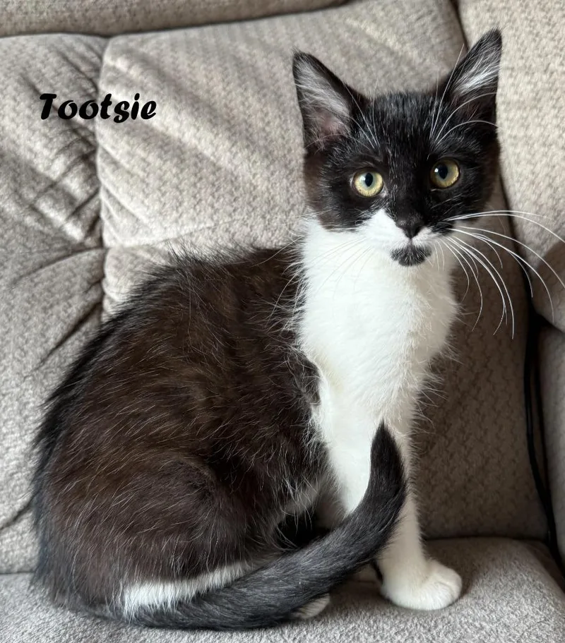 A baby small-sized female Domestic Short Hair cat named Tootsie for adoption in Owatonna, MN