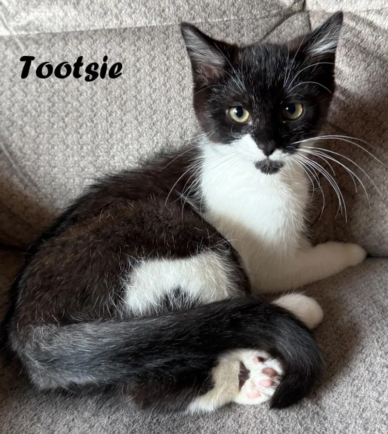 Tootsie thumbnail 2