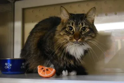 An adult large-sized female Domestic Long Hair cat named Hope for adoption in Kansas City, MO