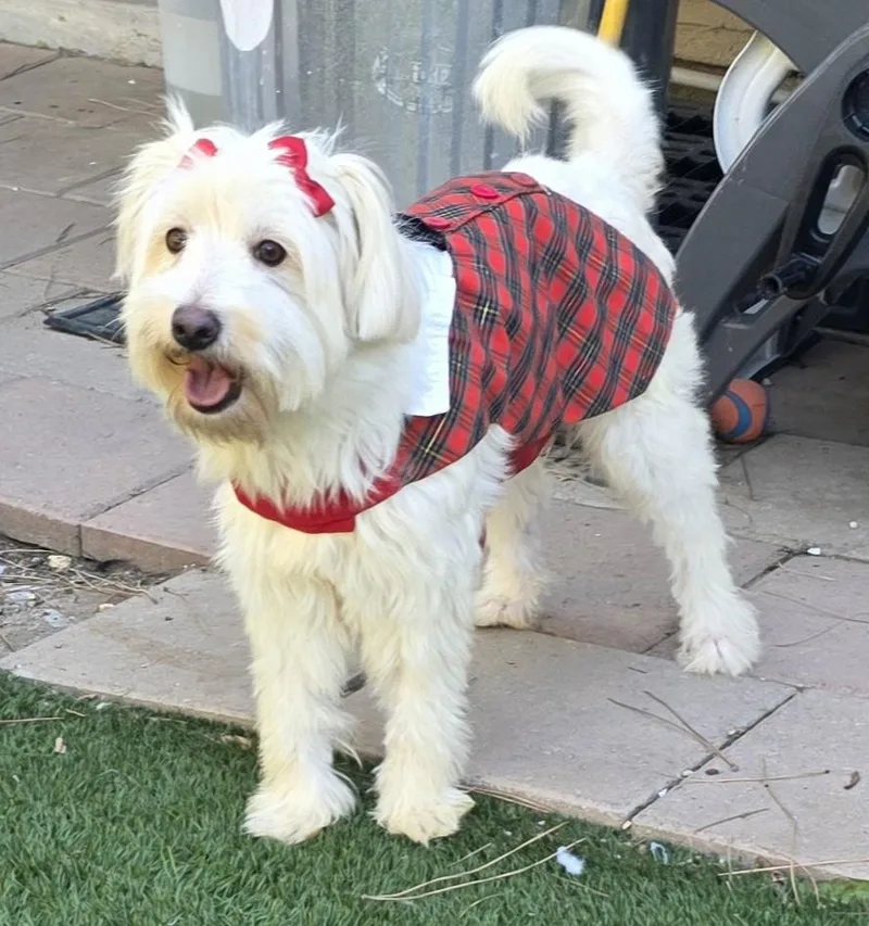 A young small-sized female Maltipoo dog named Tessa for adoption in Fallbrook, CA