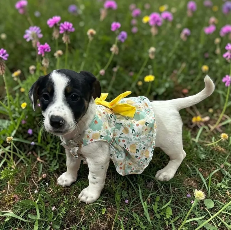 Baby Ruth thumbnail 4