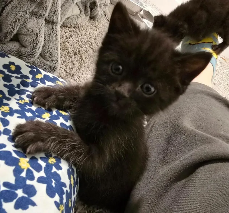 A baby medium-sized male Domestic Short Hair cat named Umbreon for adoption in Hoover , AL