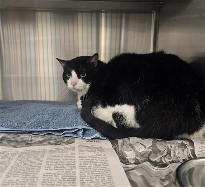 An adult medium-sized male Domestic Short Hair cat named Flap Jack for adoption in Houston, TX