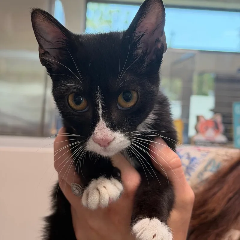 A baby small-sized male Black Domestic Short Hair cat named Kevin for adoption in Englewood, FL