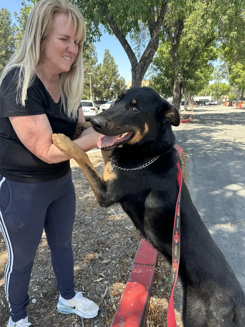 An adult large-sized male Bicolor German Shepherd Dog dog named Jake for adoption in Studio City, CA