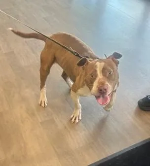 An adult medium-sized female Pit Bull Terrier dog named Milkshake for adoption in Toledo, OH