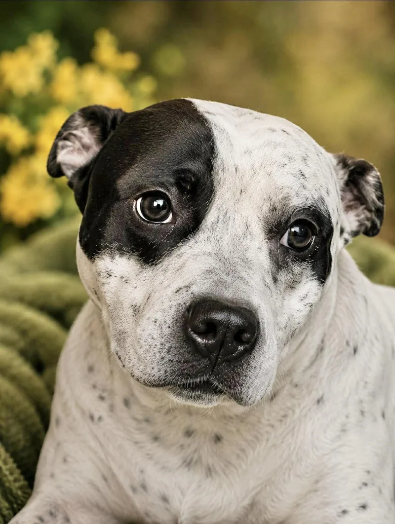 An adult medium-sized female Pit Bull Terrier dog named Cookie for adoption in Manchester, CT