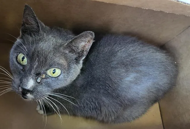 An adult medium-sized male Domestic Short Hair cat named Cry Baby for adoption in San Antonio, TX