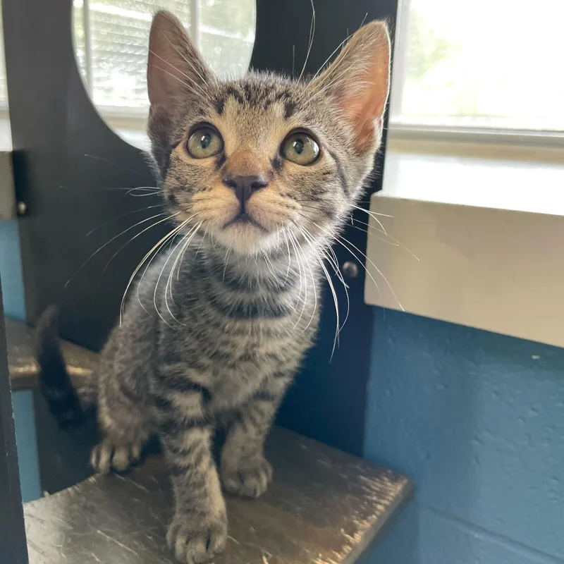A baby small-sized male Black Domestic Short Hair cat named Tiny Zucchini for adoption in Carencro, LA