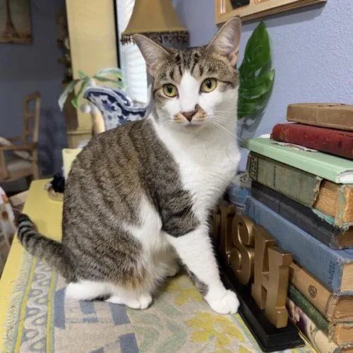 A young medium-sized female Domestic Short Hair cat named Princess Leia for adoption in Tampa, FL