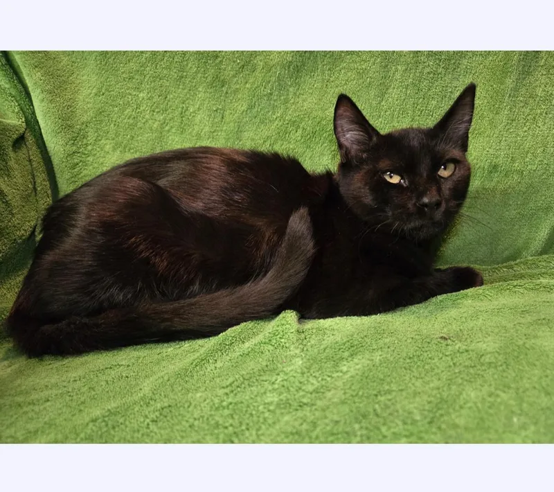 A young medium-sized female Black Domestic Short Hair cat named No. Pencil for adoption in Stoughton, WI