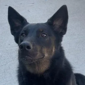 An adult large-sized female Black Shepherd dog named Stella for adoption in Rapid City, SD