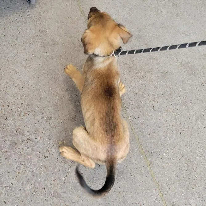 A baby small-sized male Brown / Chocolate Mixed Breed dog named Green for adoption in Las Cruces, NM