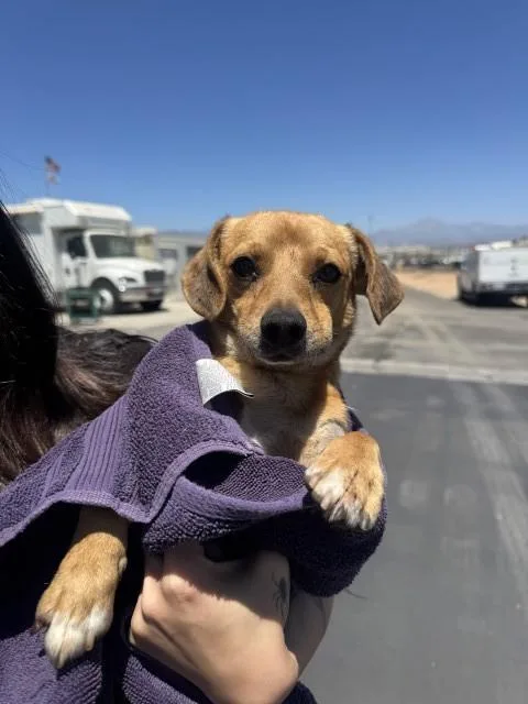 A young small-sized male Chihuahua dog named Leonel for adoption in San Bernardino, CA
