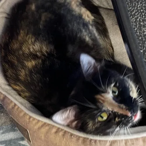 An adult small-sized female Domestic Short Hair cat named Vivian  Apply at for adoption in Georgetown, KY