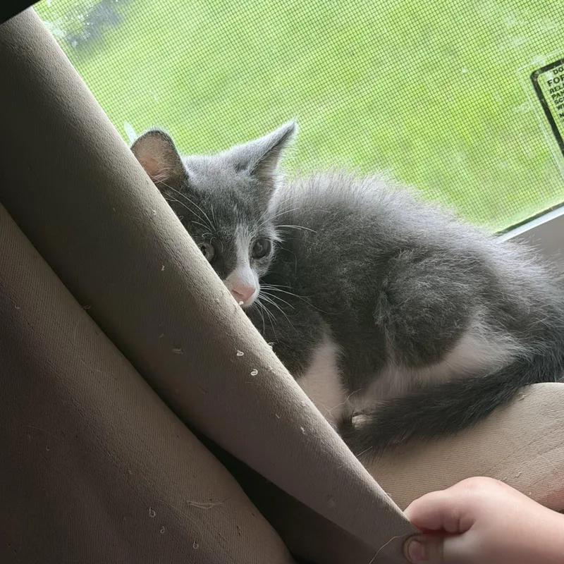 A baby medium-sized male Gray & White Domestic Short Hair cat named Atlas II for adoption in Houston, TX