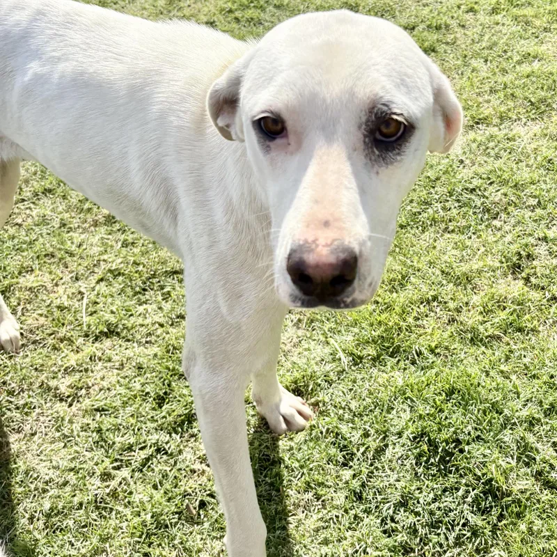 A young medium-sized female Apricot / Beige Labrador Retriever dog named Honey for adoption in Tunica, MS