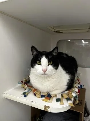 An adult extra large-sized male Domestic Short Hair cat named Thomas for adoption in Westland, MI