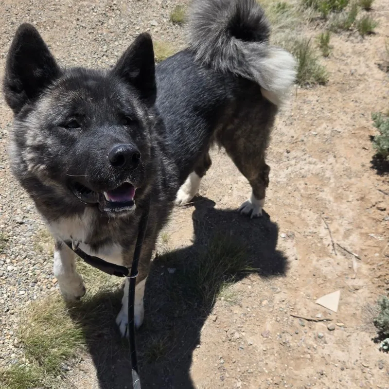 An adult large-sized female Black Akita dog named Mocha for adoption in Taos, NM