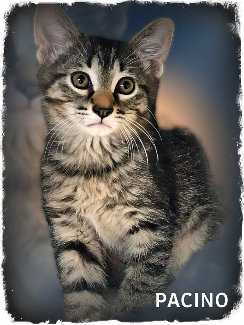 A baby medium-sized male Tabby (Tiger Striped) Domestic Short Hair cat named Pacino for adoption in Whiting, IN