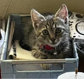 A baby small-sized female Domestic Short Hair cat named Chocolate Chunk for adoption in Roseville, CA