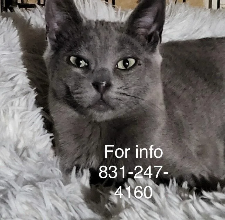 A baby medium-sized female Gray / Blue / Silver Russian Blue cat named Gema for adoption in Santa Cruz, CA