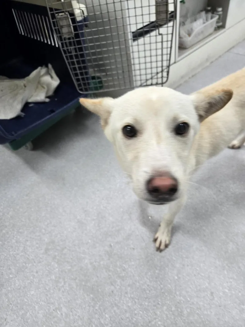 A young small-sized male Jindo dog named Cooper for adoption in Duluth, GA