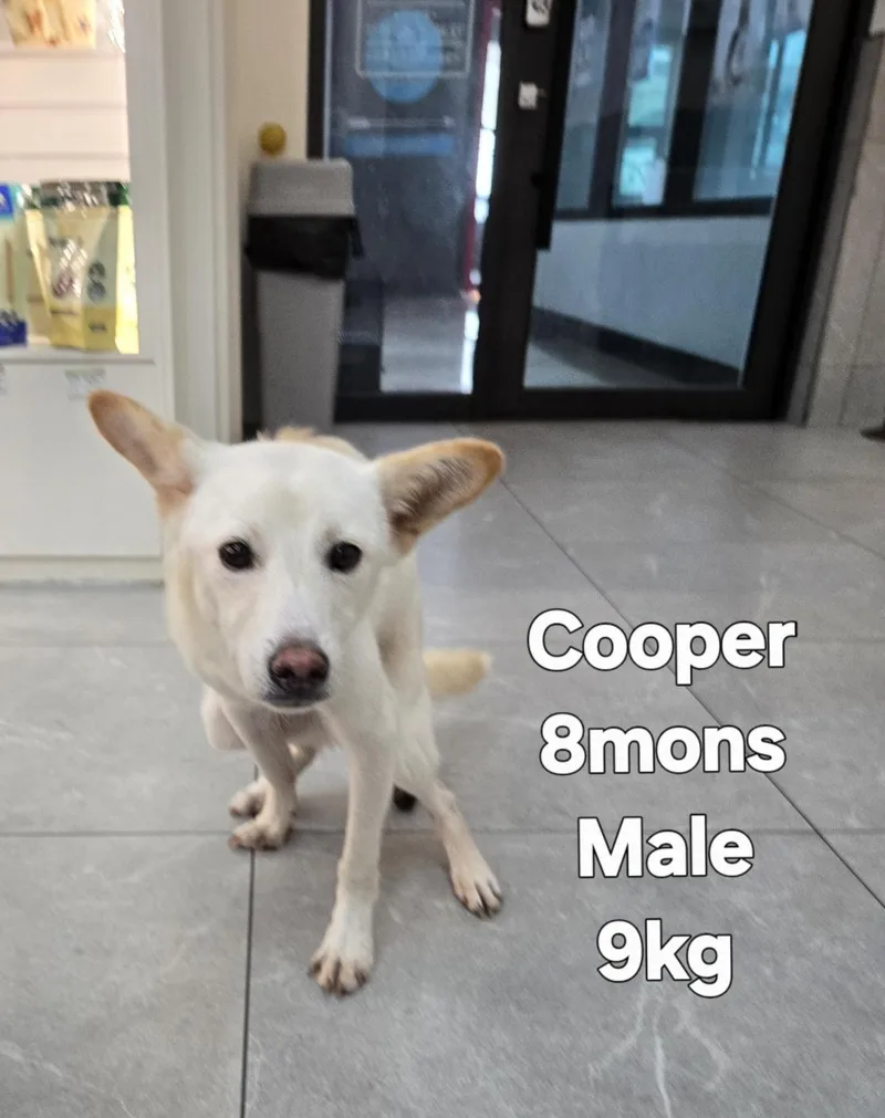Cooper thumbnail 5