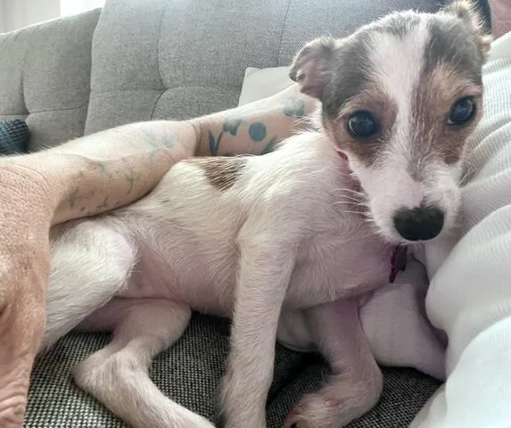 A baby small-sized female White / Cream Jack Russell Terrier dog named Myrtle for adoption in Brooklyn, NY