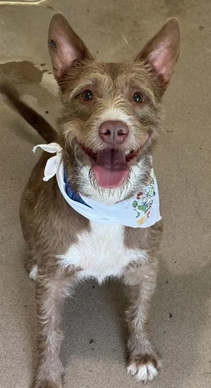 An adult medium-sized male Terrier dog named Zoink for adoption in San Antonio, TX