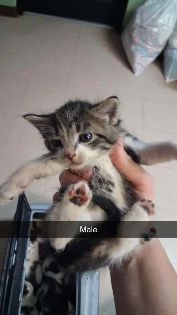 A baby small-sized male Domestic Long Hair cat named Crinkle for adoption in Burnsville, NC