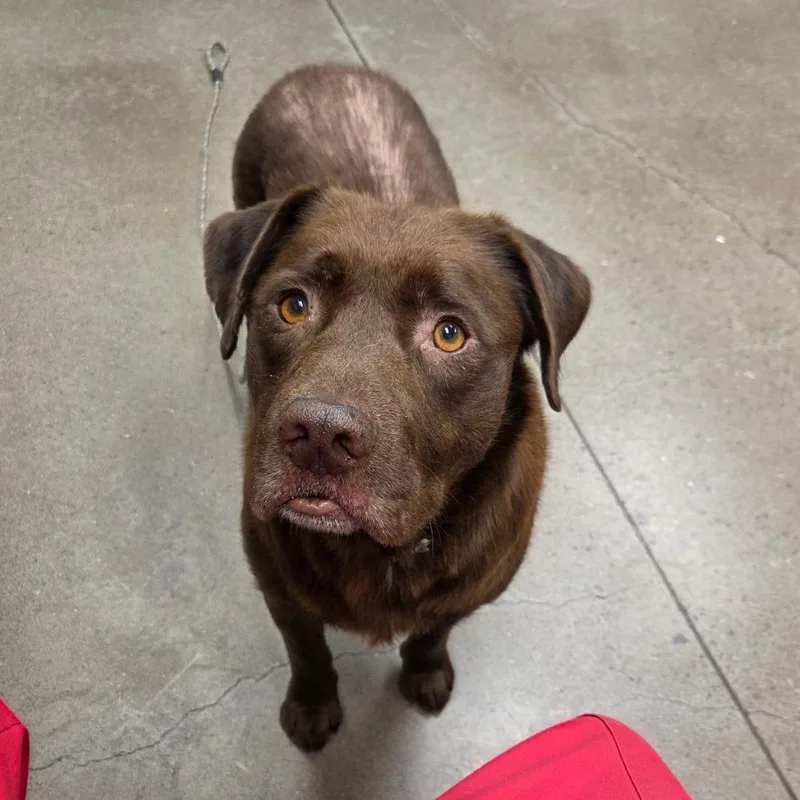 An adult medium-sized male Brown / Chocolate Pit Bull Terrier dog named Poseidon for adoption in Chattanooga, TN