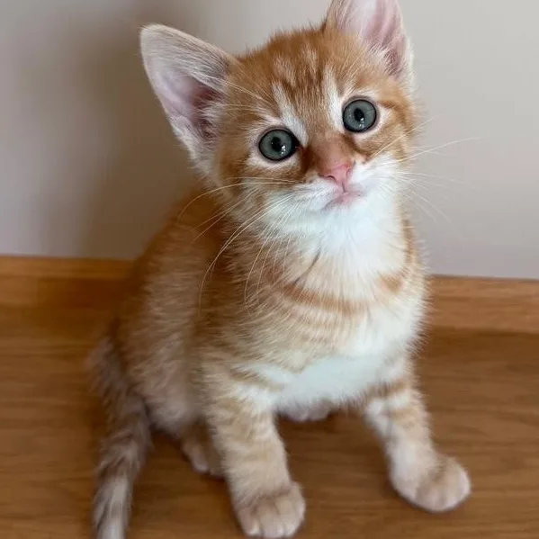 A baby small-sized male Tabby (Orange / Red) Domestic Short Hair cat named Satsuma for adoption in Rochester, MN