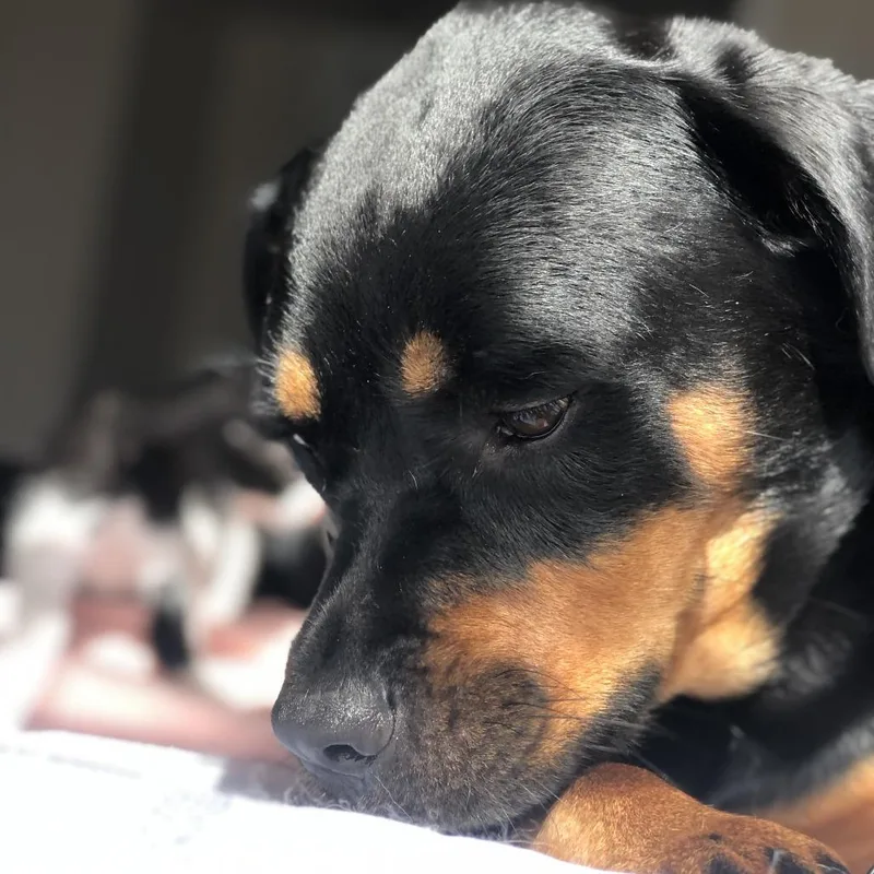 Mya