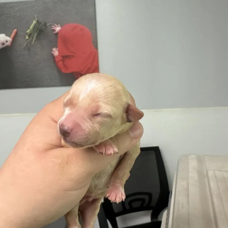 A baby small-sized male Black Chihuahua dog named Aphid for adoption in Enfield, NH