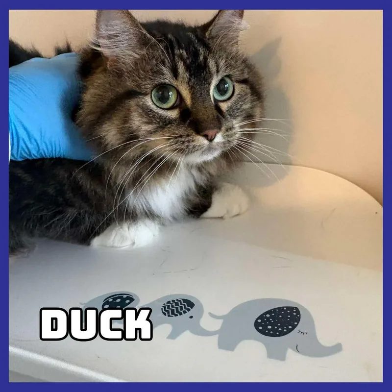 An adult large-sized female Gray / Blue / Silver Domestic Long Hair cat named Duck for adoption in Glenwood, MN