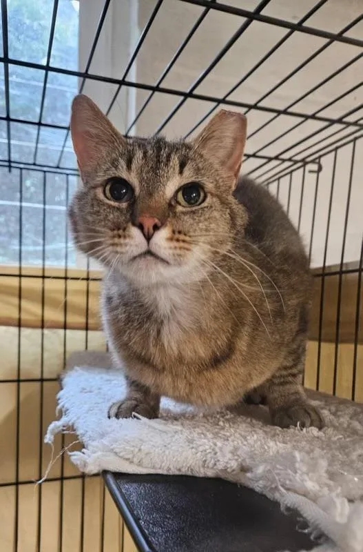 A young medium-sized female Tabby (Brown / Chocolate) Domestic Short Hair cat named Catalina for adoption in North East, MD