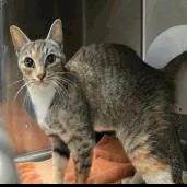 An adult medium-sized female Domestic Short Hair cat named A Evie for adoption in Pleasant Hill, CA