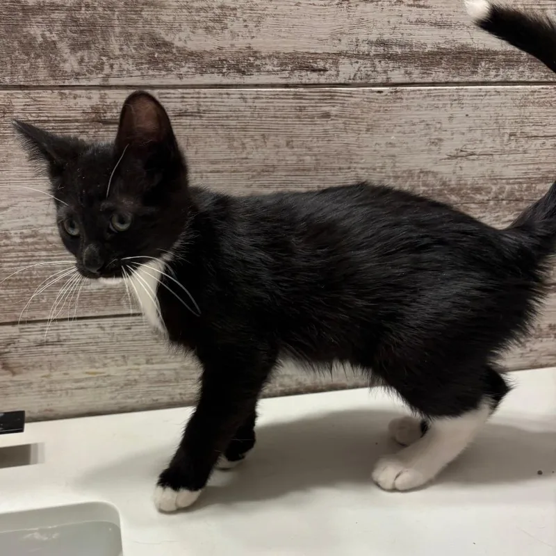 A baby small-sized male Black Domestic Short Hair cat named Christoph for adoption in Coralville, IA