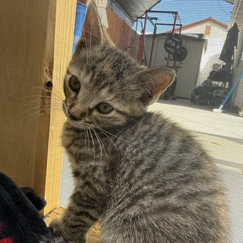 A baby small-sized female Brown / Chocolate Domestic Short Hair cat named Lily for adoption in Long Beach, CA