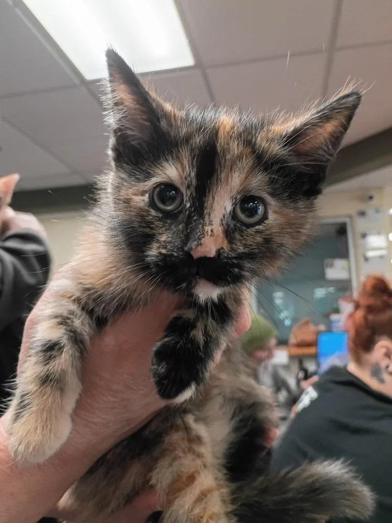 A baby medium-sized female Domestic Short Hair cat named Francis for adoption in Hamilton, OH