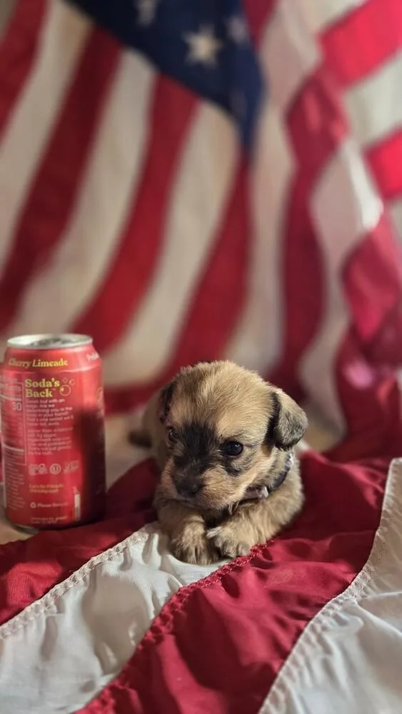 A baby small-sized male Schnauzer dog named Thomas Jefferson for adoption in Spokane, WA