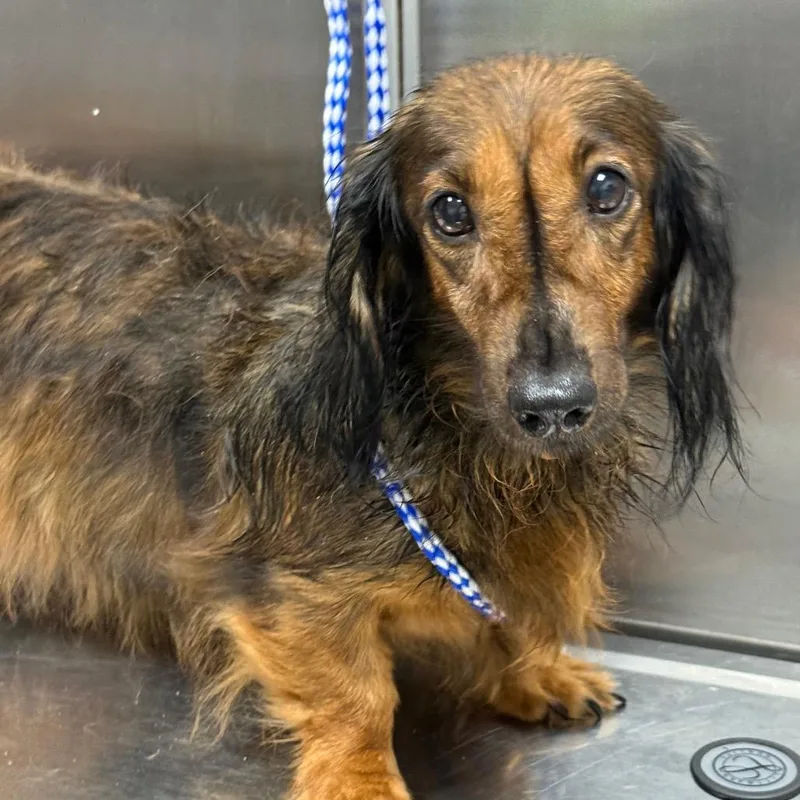 A senior small-sized female Brown / Chocolate Dachshund dog named Nellie for adoption in Normal, IL