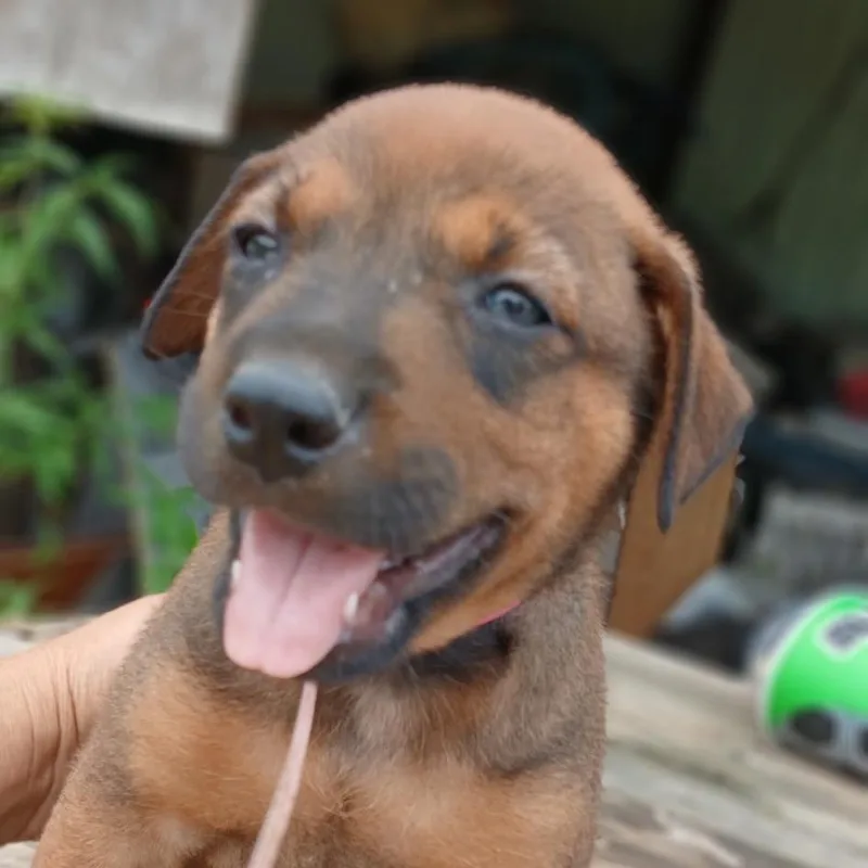 A baby small-sized male Brown / Chocolate Shepherd dog named Tracker for adoption in Edinburg, TX