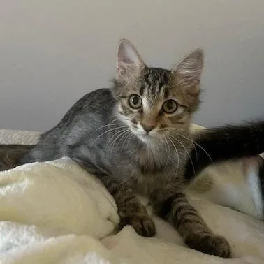 A baby small-sized female Brown / Chocolate Domestic Short Hair cat named Gabby for adoption in Las Vegas, NV