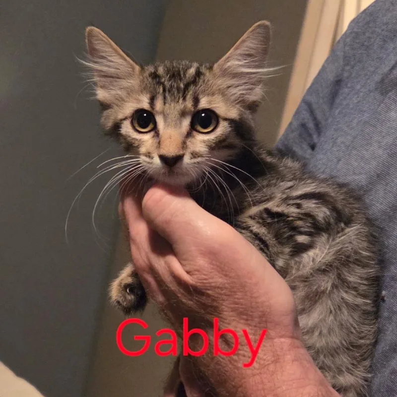 Gabby thumbnail 5
