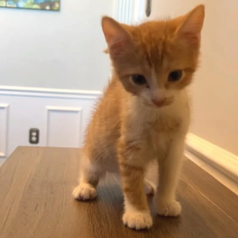 A baby small-sized male Orange / Red Domestic Short Hair cat named Rooibos for adoption in Brownsboro, AL