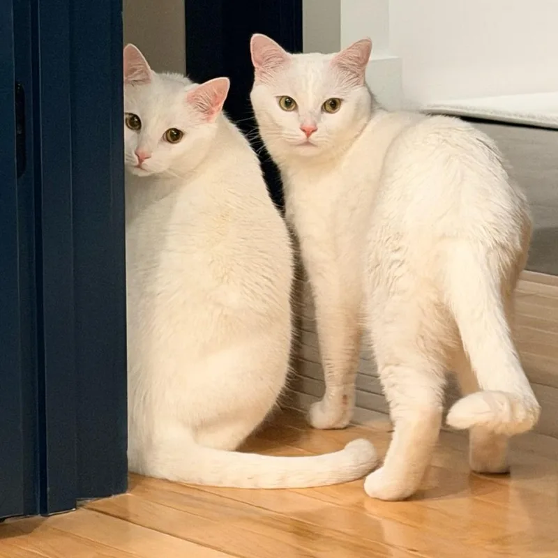 An adult small-sized male White Domestic Short Hair cat named Miso for adoption in PITTSBURGH, PA