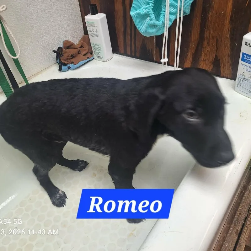 Romeo thumbnail 2
