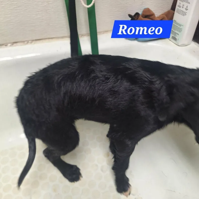 Romeo thumbnail 4